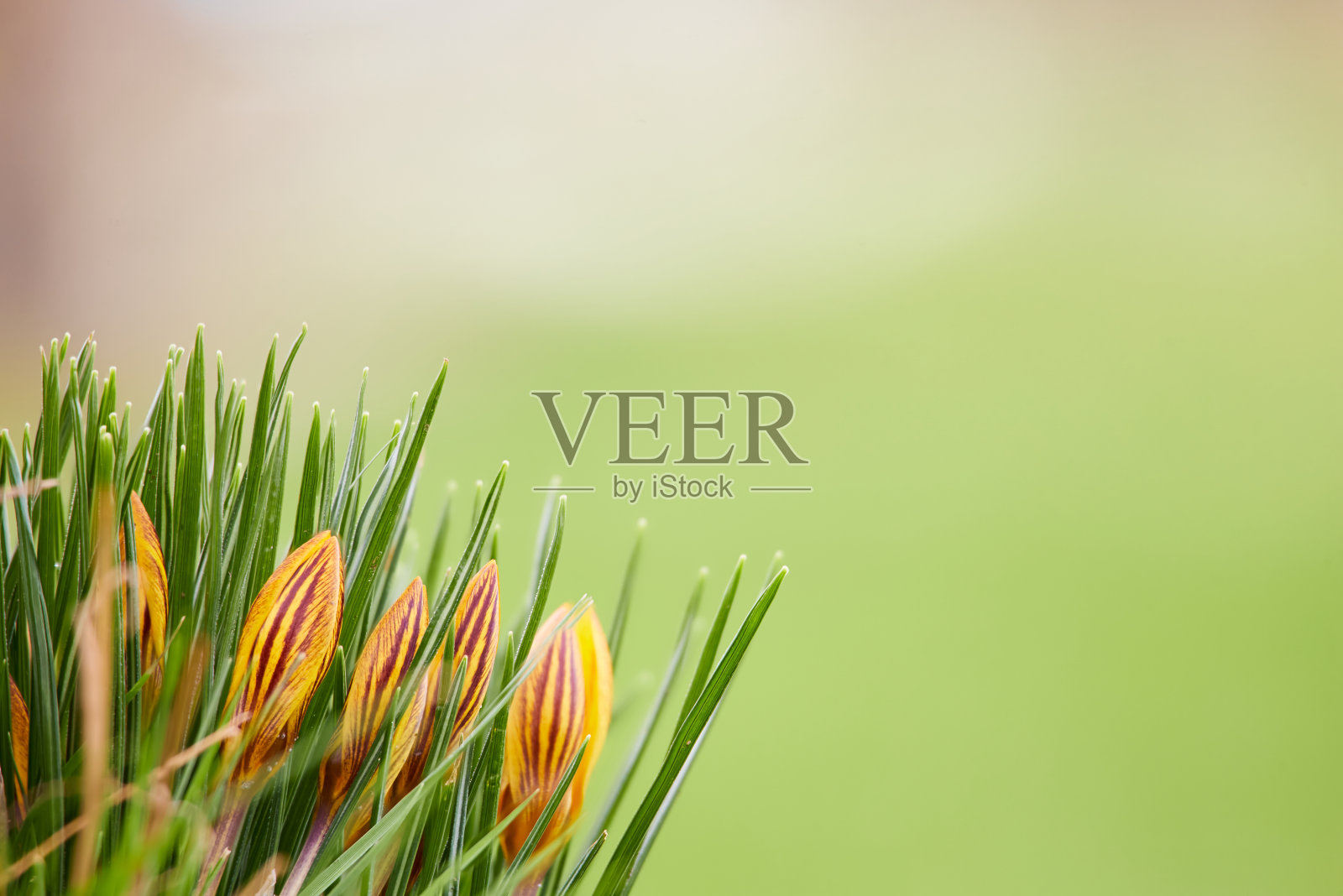 藏红花在草地上照片摄影图片