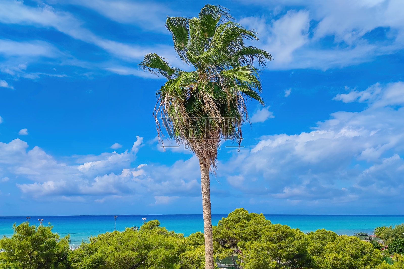 热带美景。一棵高大的棕榈树在蓝色海水海滩的背景下的全景。夏天的背景照片摄影图片