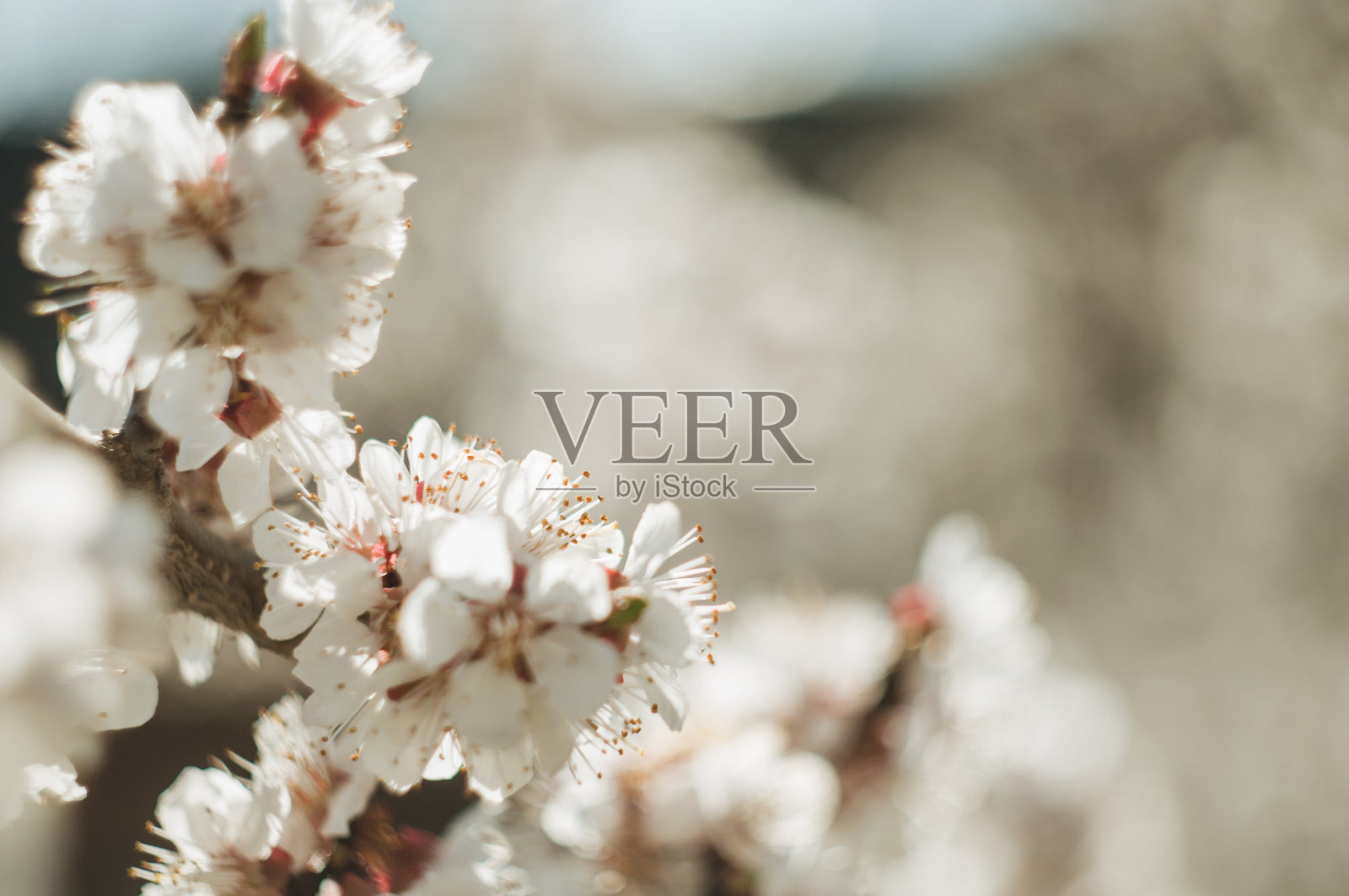 白色的樱花在春天的阳光下绽放。选择性聚焦美丽的樱花。美丽的樱花背景。阳光下，在蓝天的映衬下，樱桃树的枝叶绽放。照片摄影图片