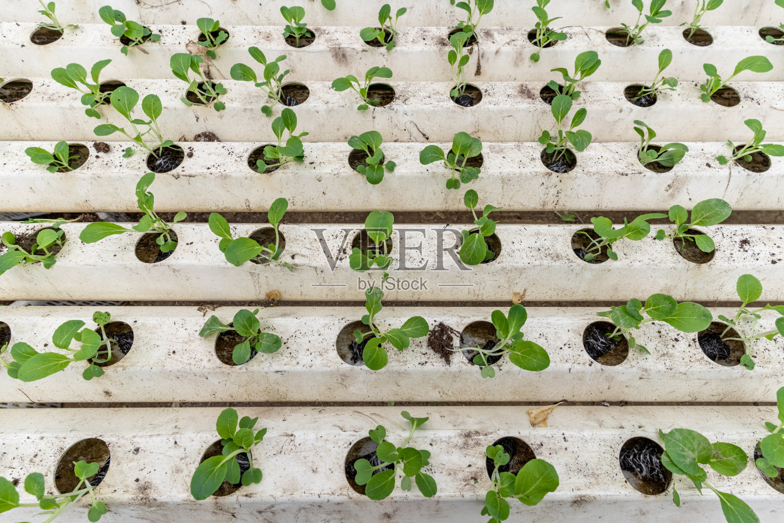温室里水培蔬菜幼苗的特写照片摄影图片