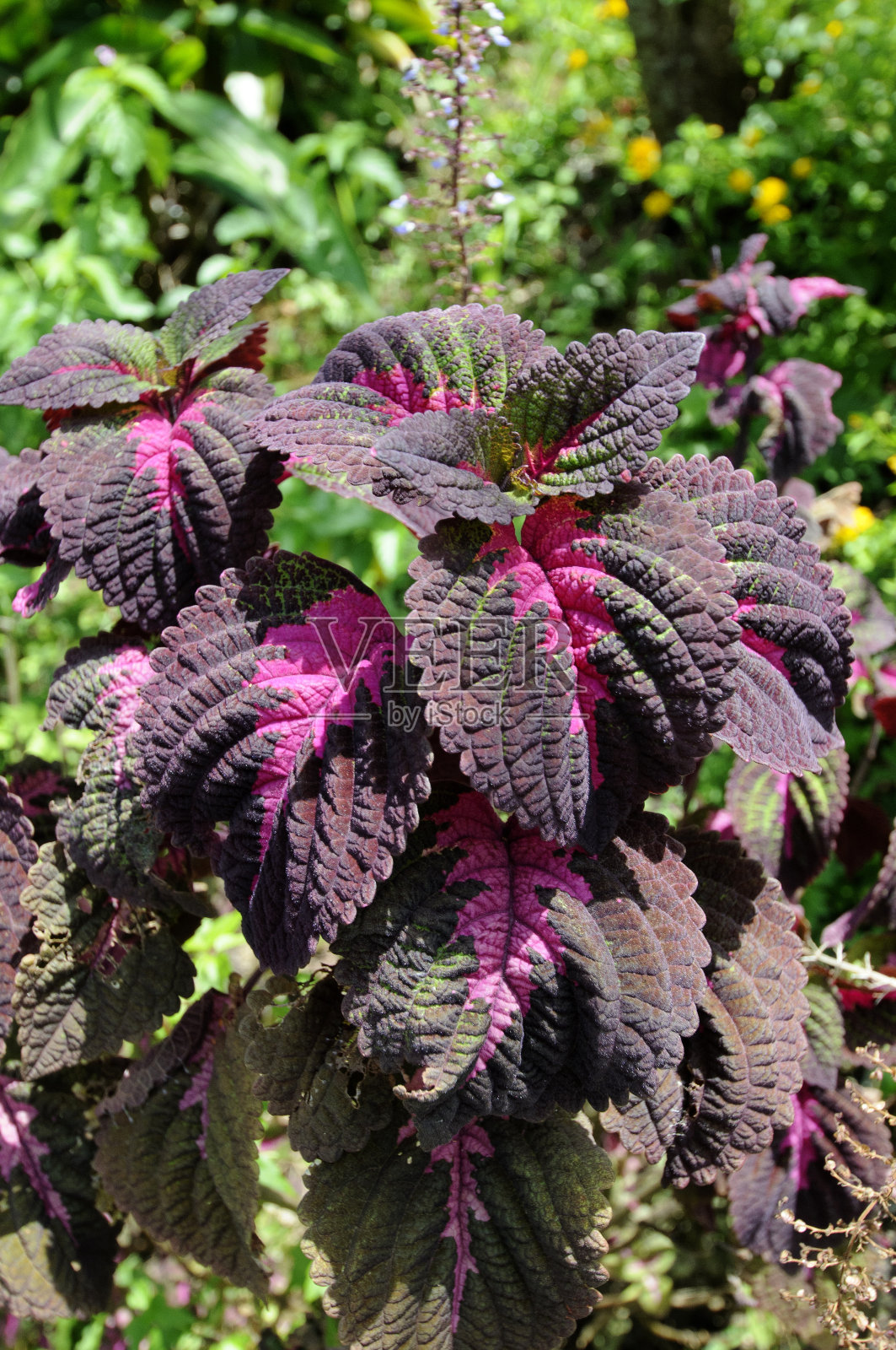 红紫色的叶照片摄影图片