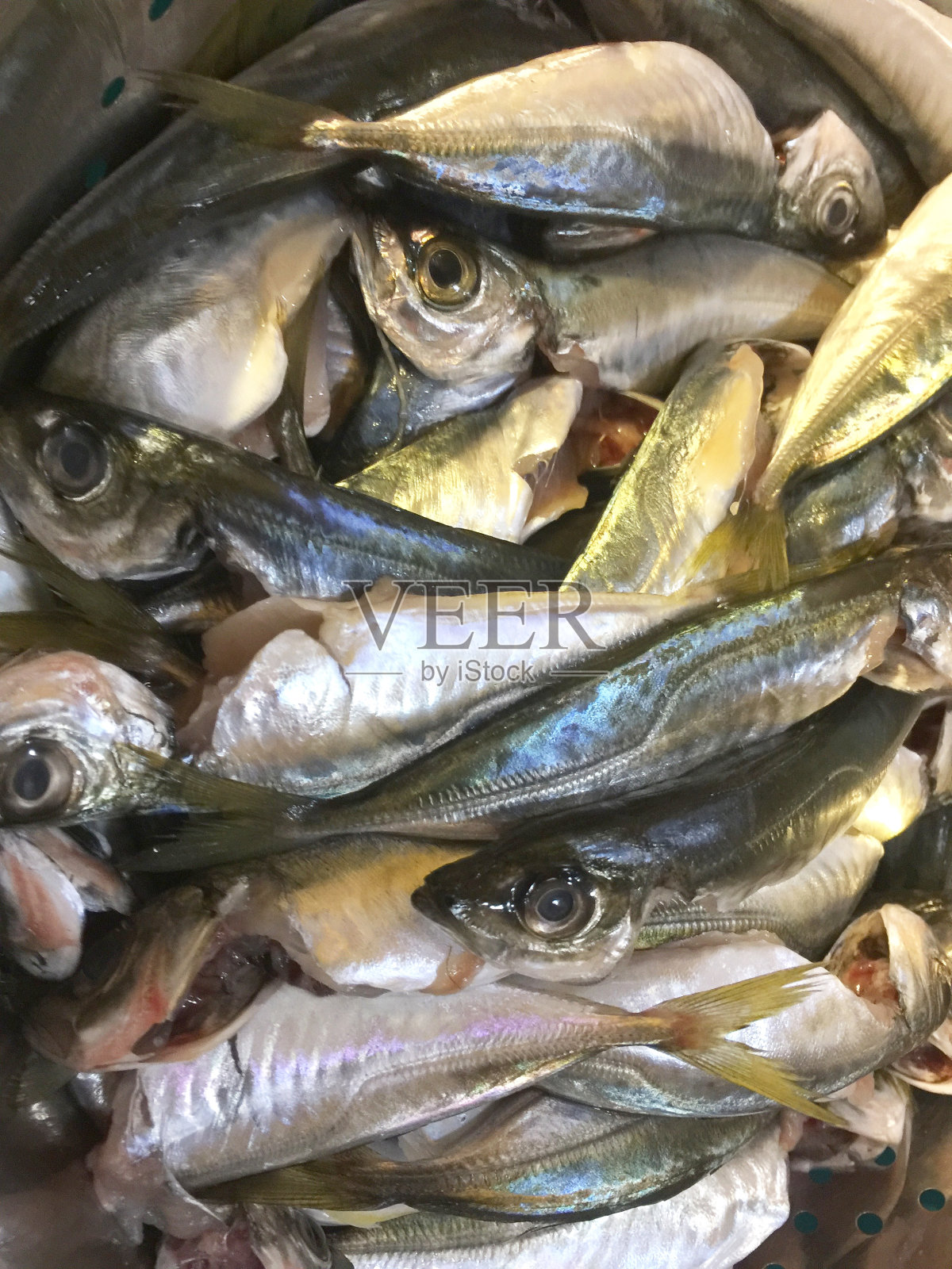 杰克鱼照片摄影图片