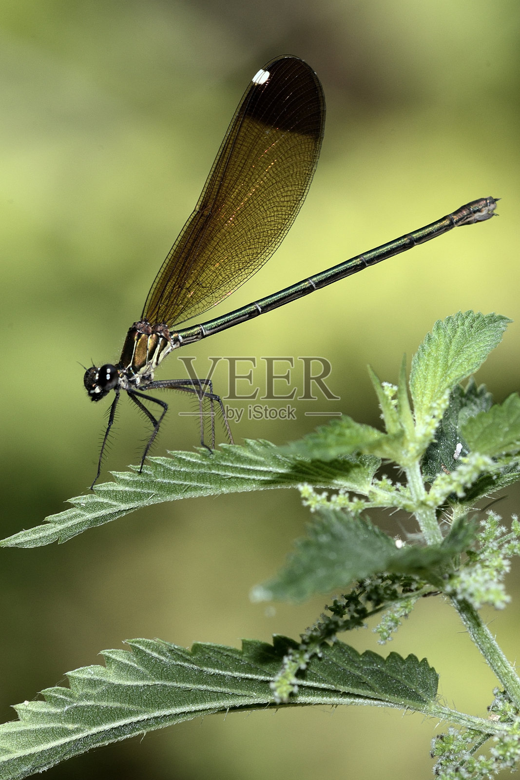 豆娘照片摄影图片