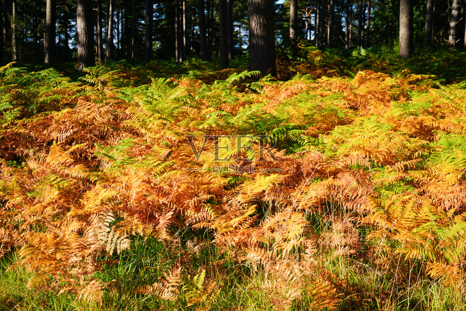 在秋天改变颜色的蕨菜照片摄影图片