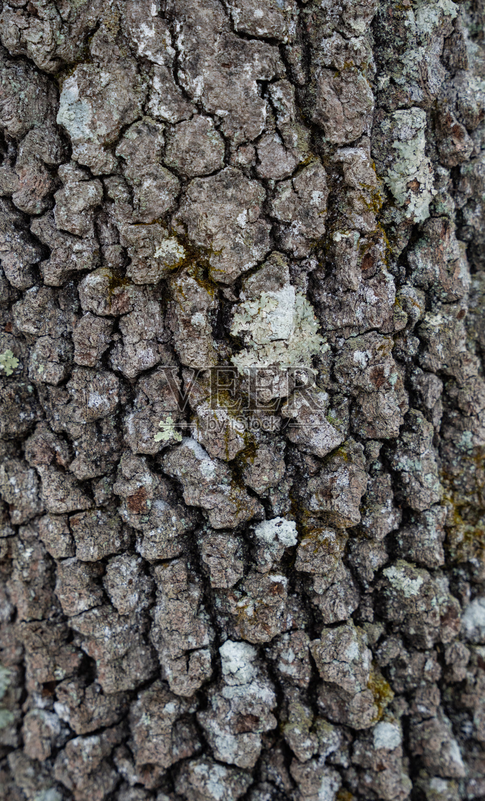 冬天下雪的新英格兰树照片摄影图片