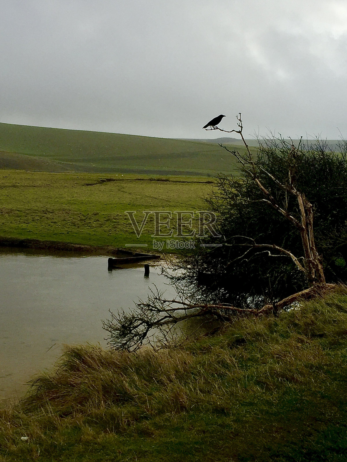纤细树枝上的冬鸟-库存照片照片摄影图片