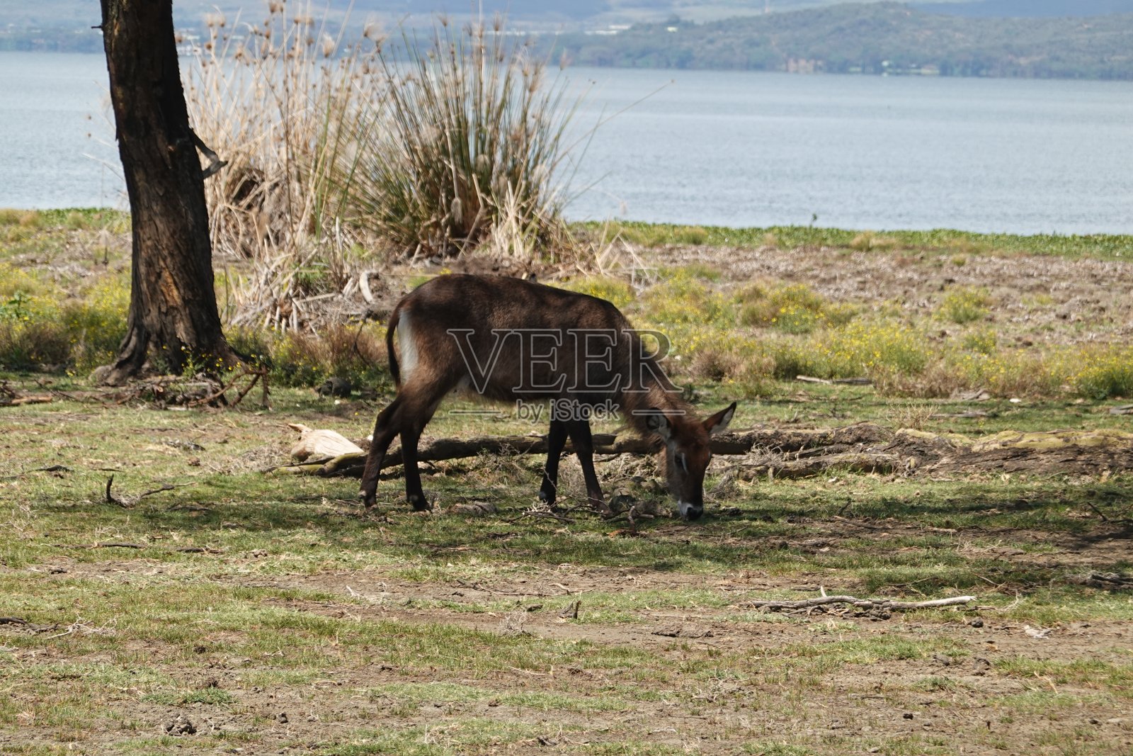 肯尼亚-奈瓦沙湖-新月岛-角马照片摄影图片