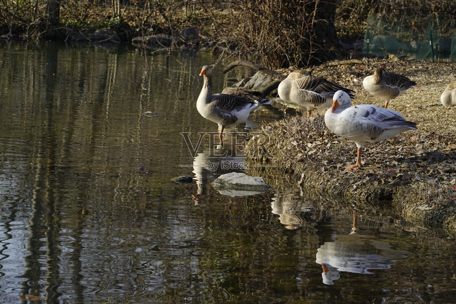 冬天的公园照片摄影图片