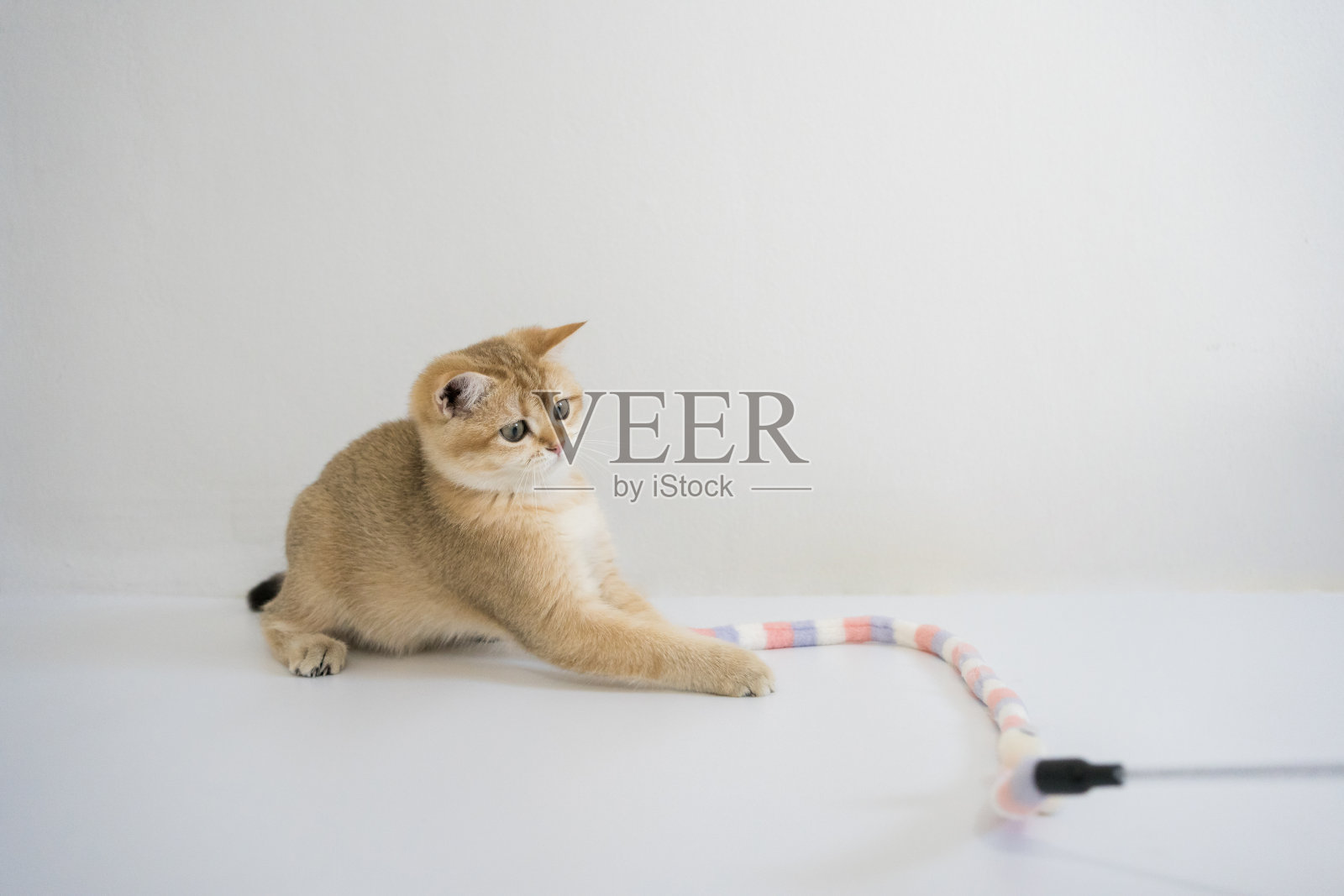 室内玩耍时间为英国金猫白底小猫照片摄影图片