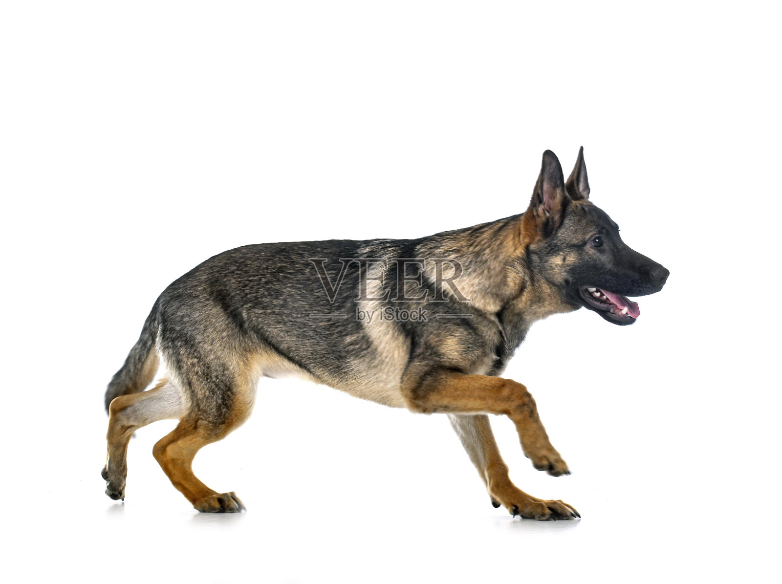 年轻的德国牧羊犬照片摄影图片