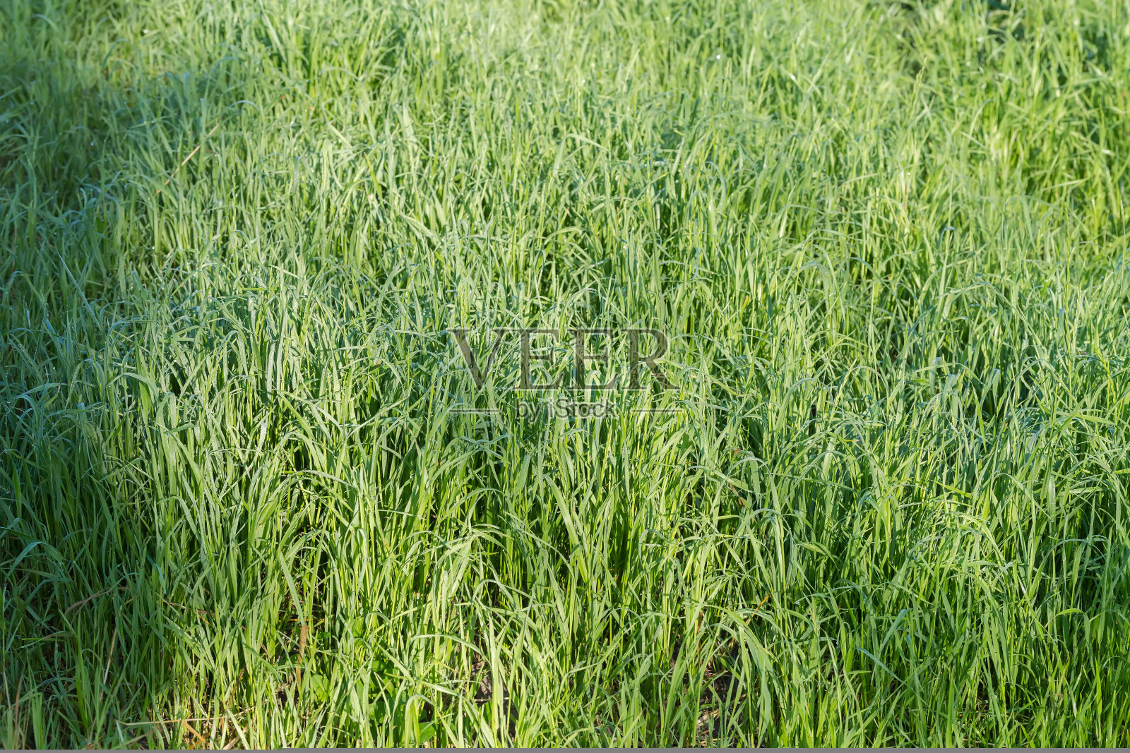 田野上长满了高草，上面沾满了晨露照片摄影图片