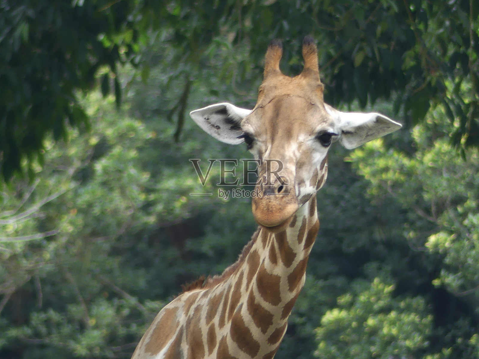 长颈鹿头库存照片照片摄影图片