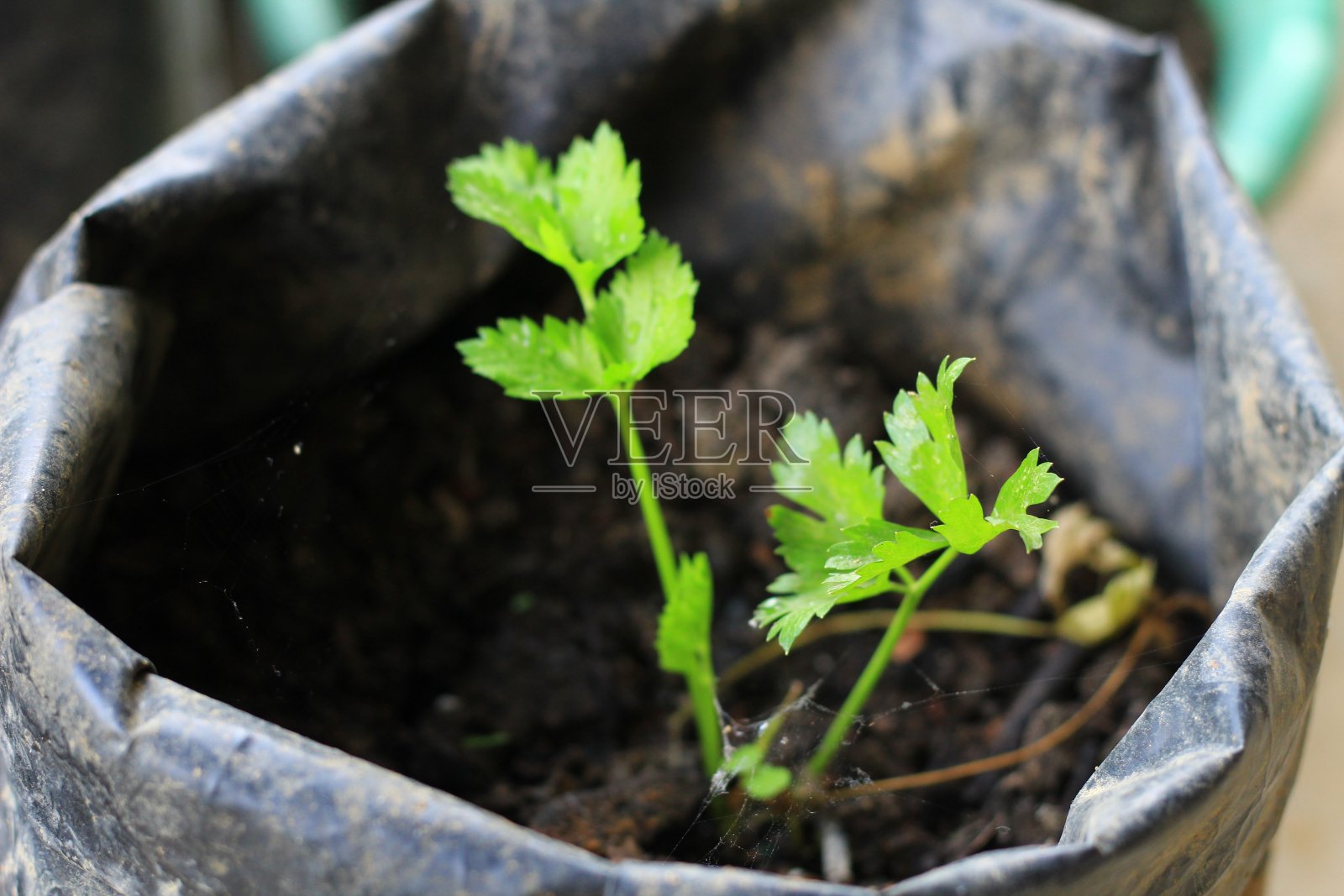 芹菜植物的栽培照片摄影图片