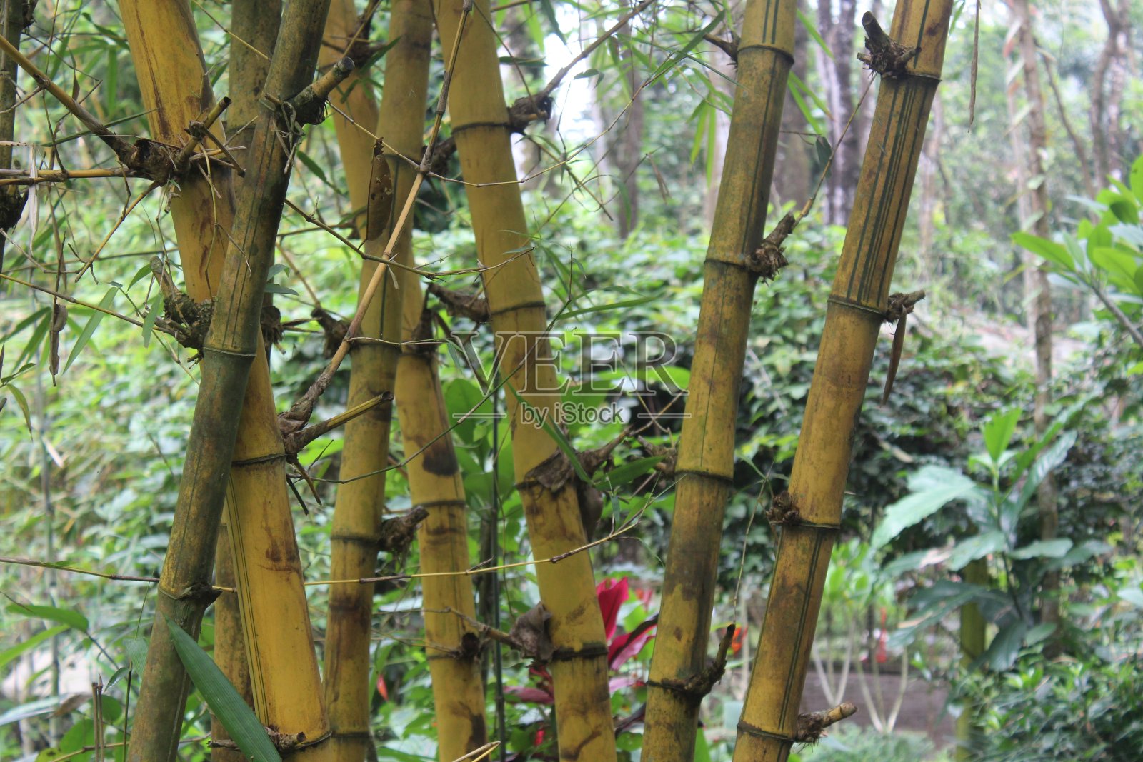 黄竹子在花园里的肖像照片摄影图片
