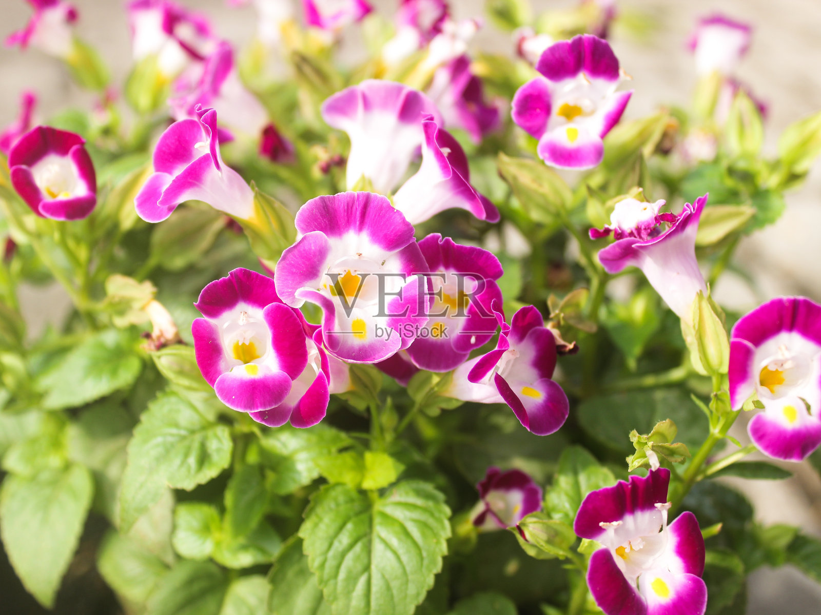Torenia fournieri花照片摄影图片