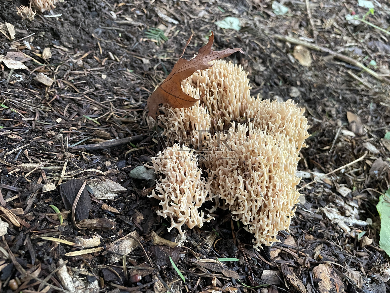 直立珊瑚菌(Ramaria stricta)照片摄影图片