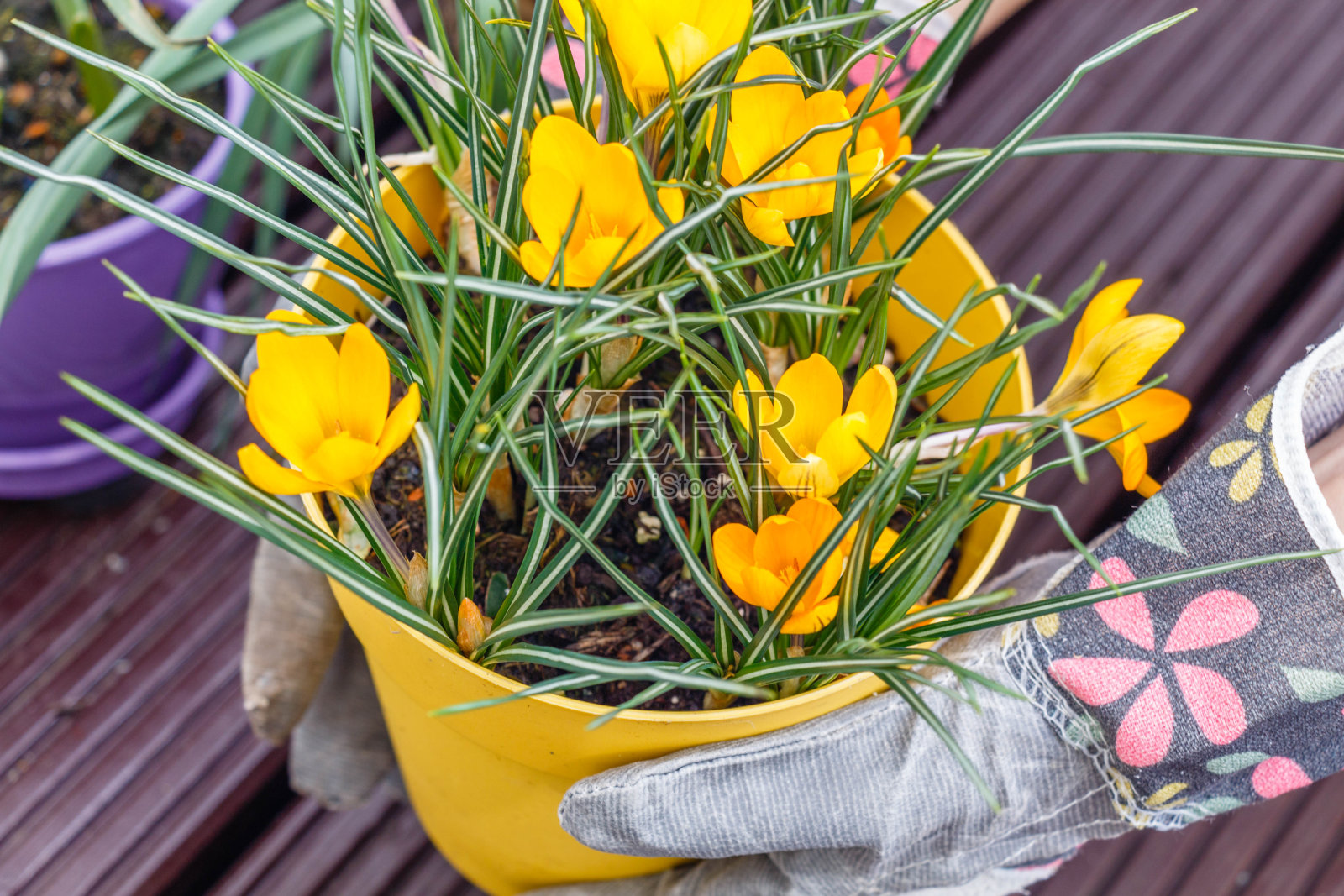 女性双手戴着园艺手套捧着一盆黄色的番红花照片摄影图片