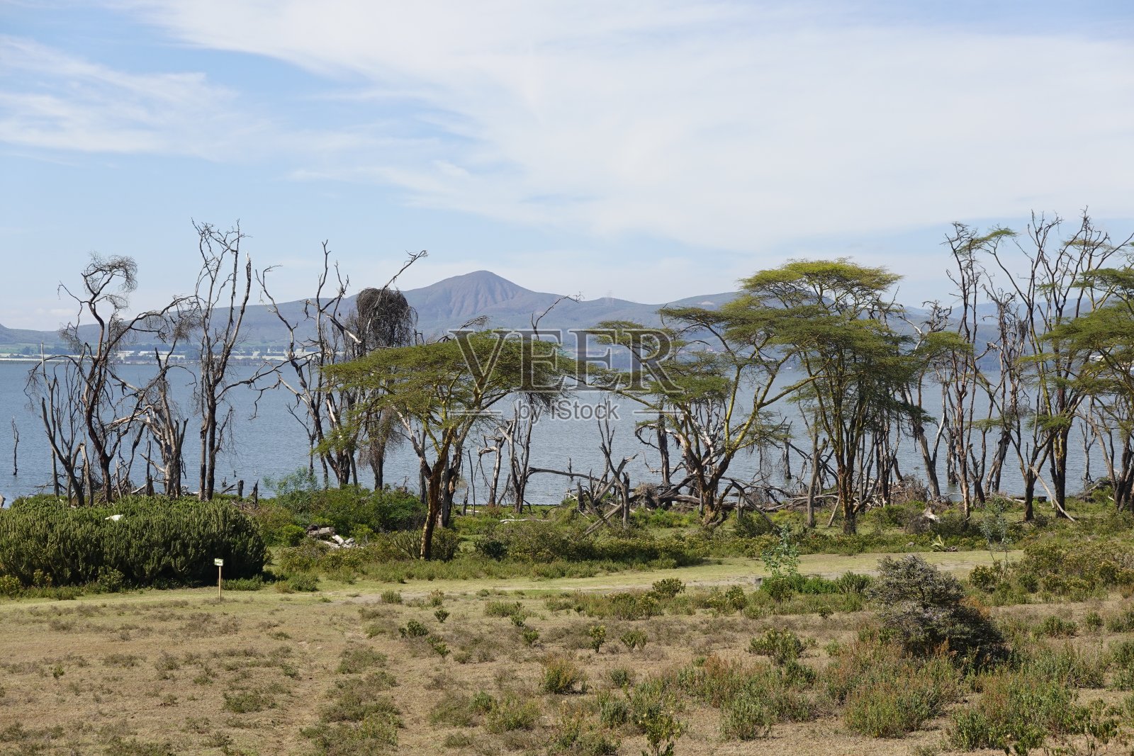 肯尼亚-奈瓦沙湖-新月岛照片摄影图片