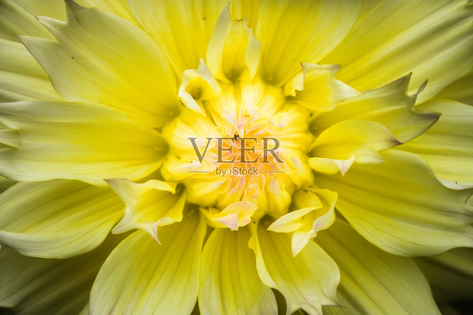 大丽照片摄影图片