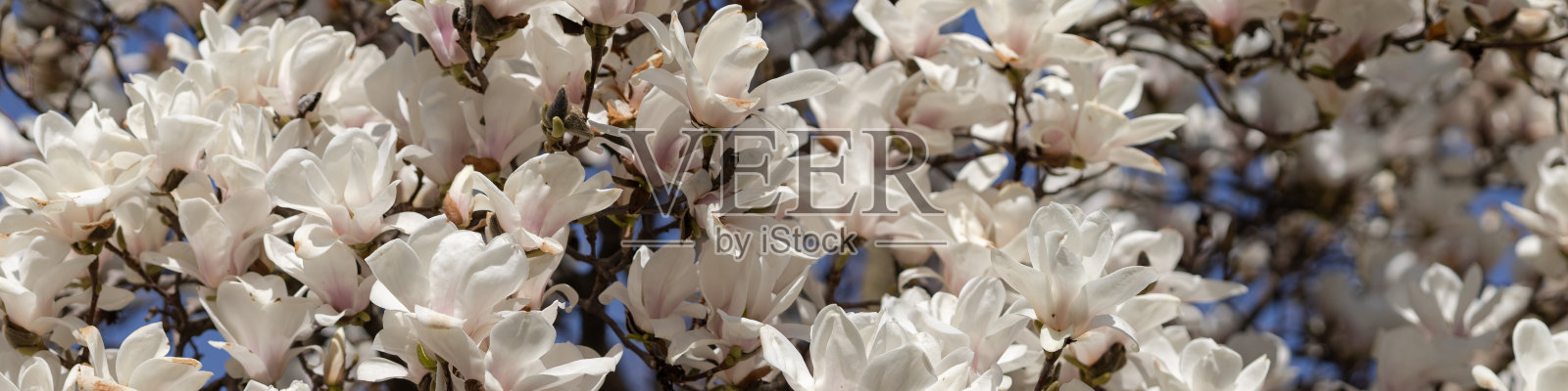 社交网络和网站的4x1横幅。在下雨的天空背景下，一棵巨大的开花木兰的树枝照片摄影图片