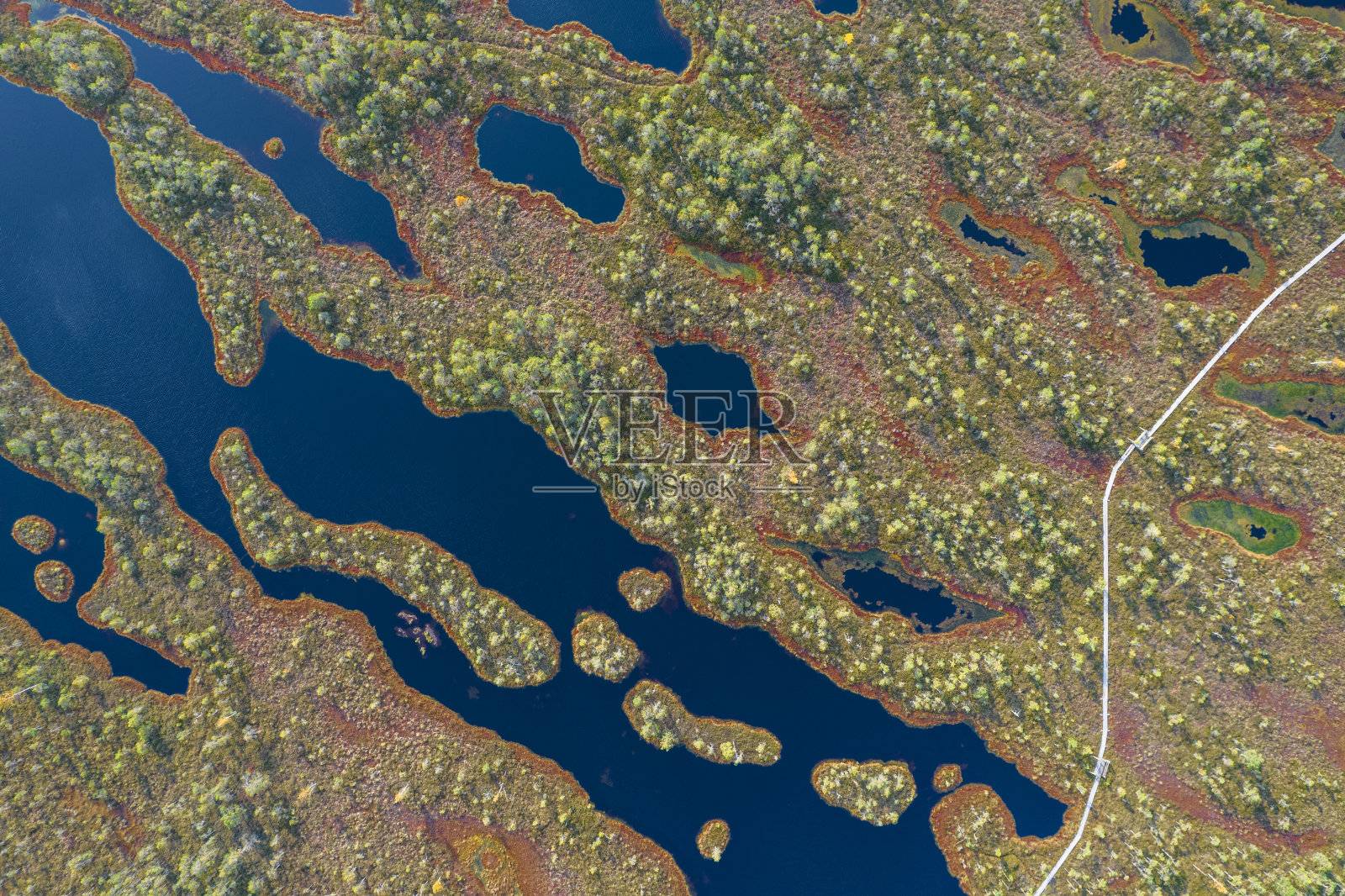 无人机拍摄的沼泽有蜿蜒的溪流，高大的芦苇和草，以及绿色和棕色的湿地照片摄影图片