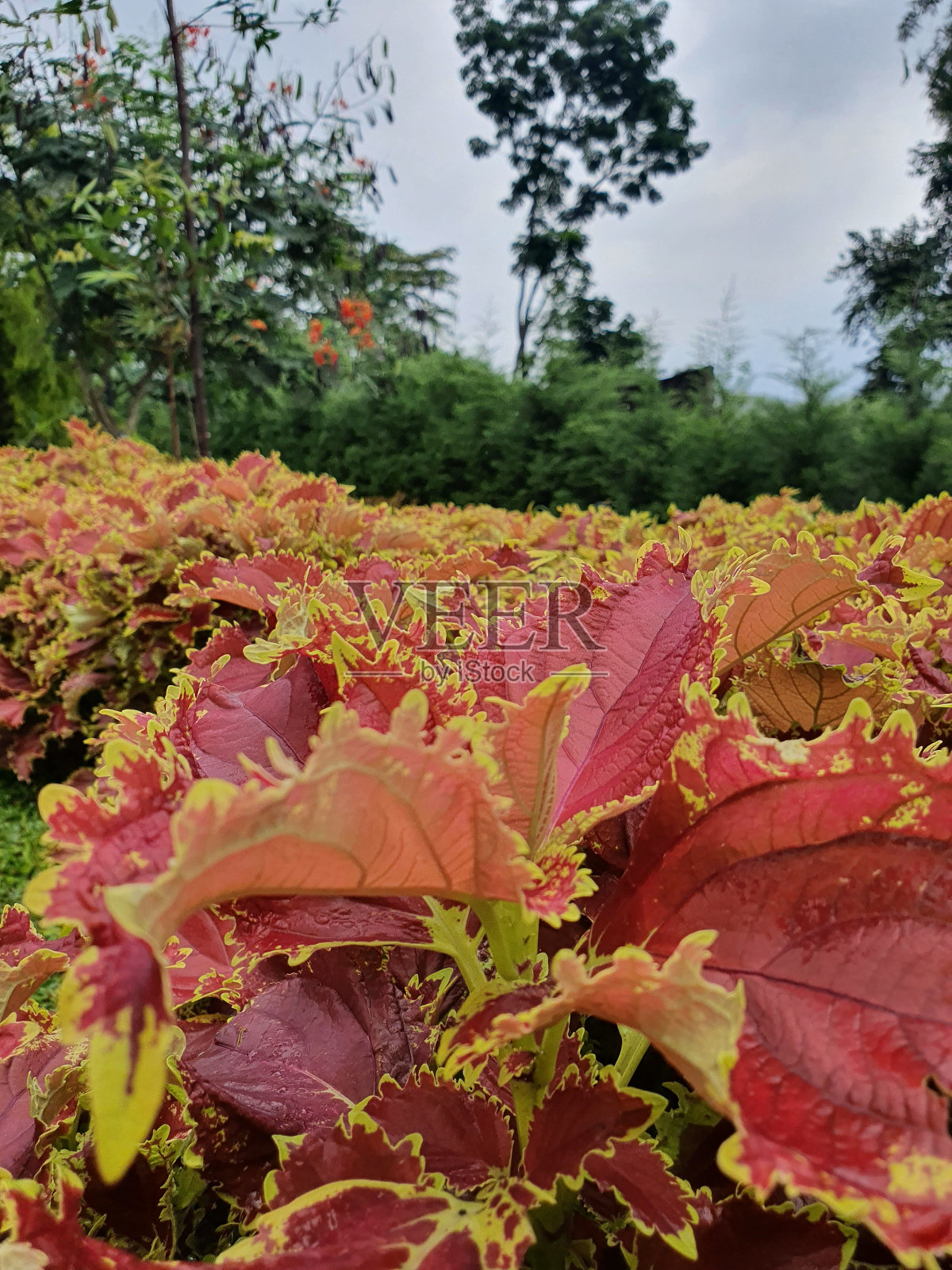 花照片摄影图片