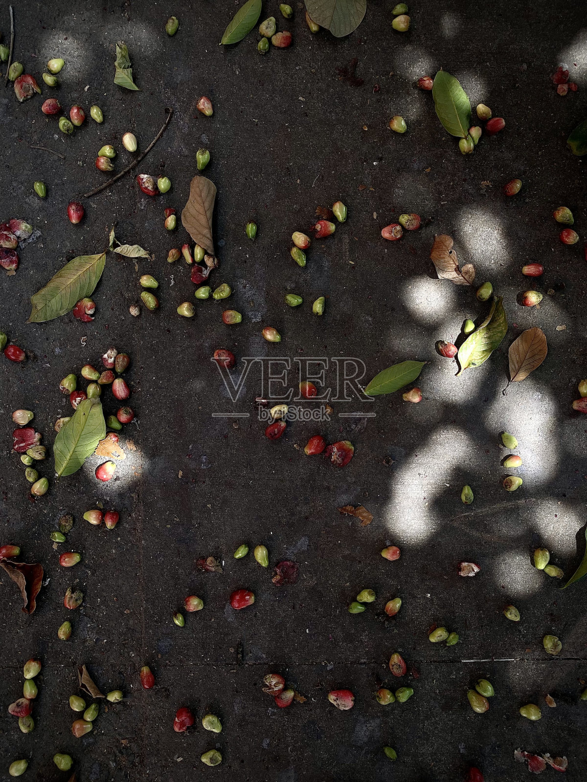 红色和绿色水果照片摄影图片