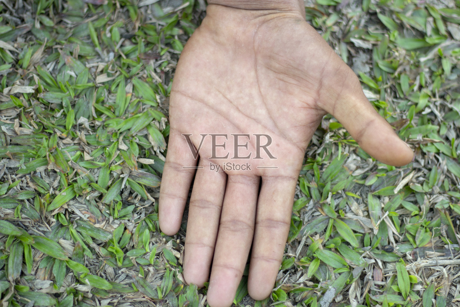 一个人把自己的手放在绿色的草地上，背景模糊了照片摄影图片