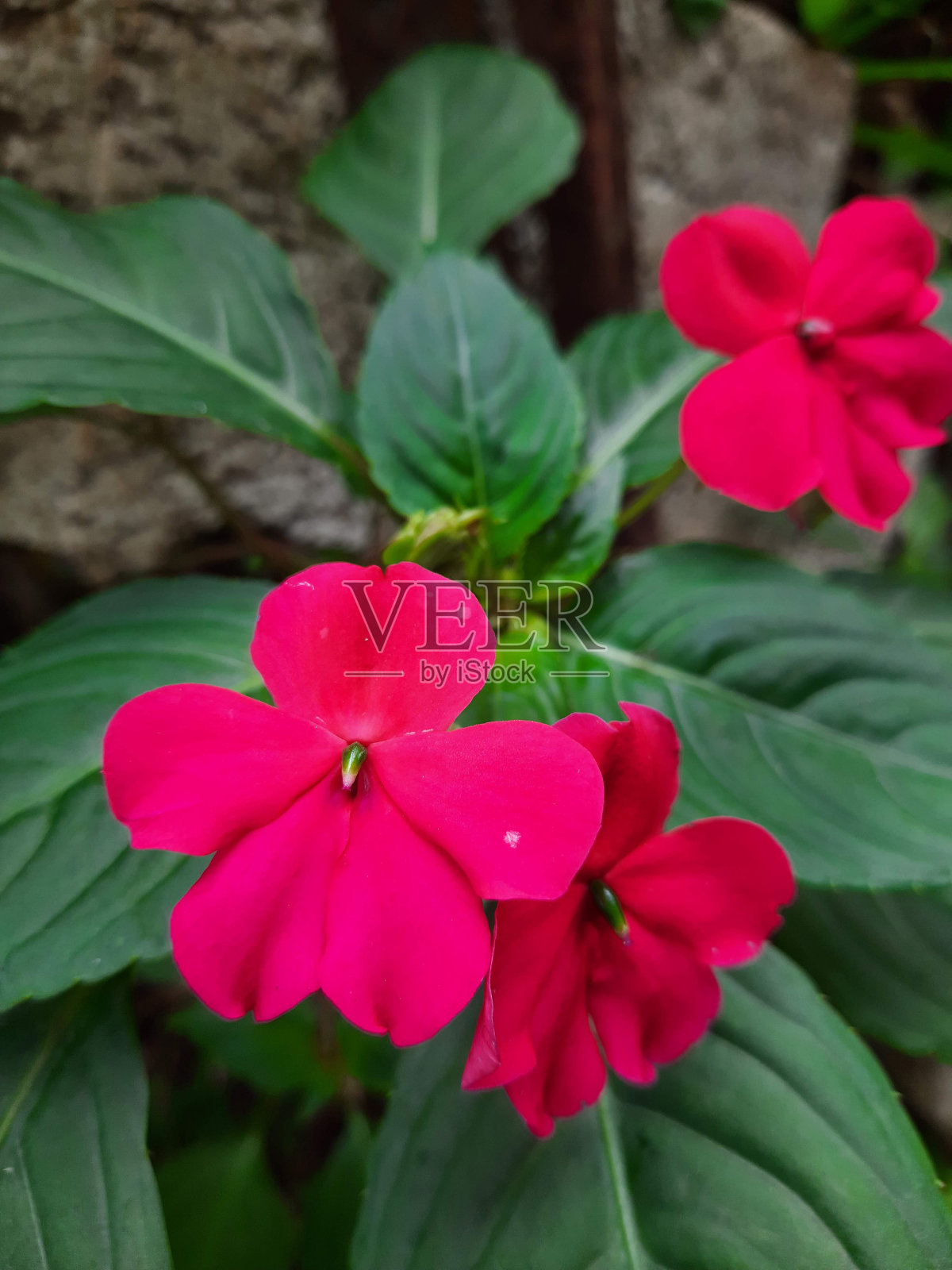 忙碌的莉齐在路边照片摄影图片