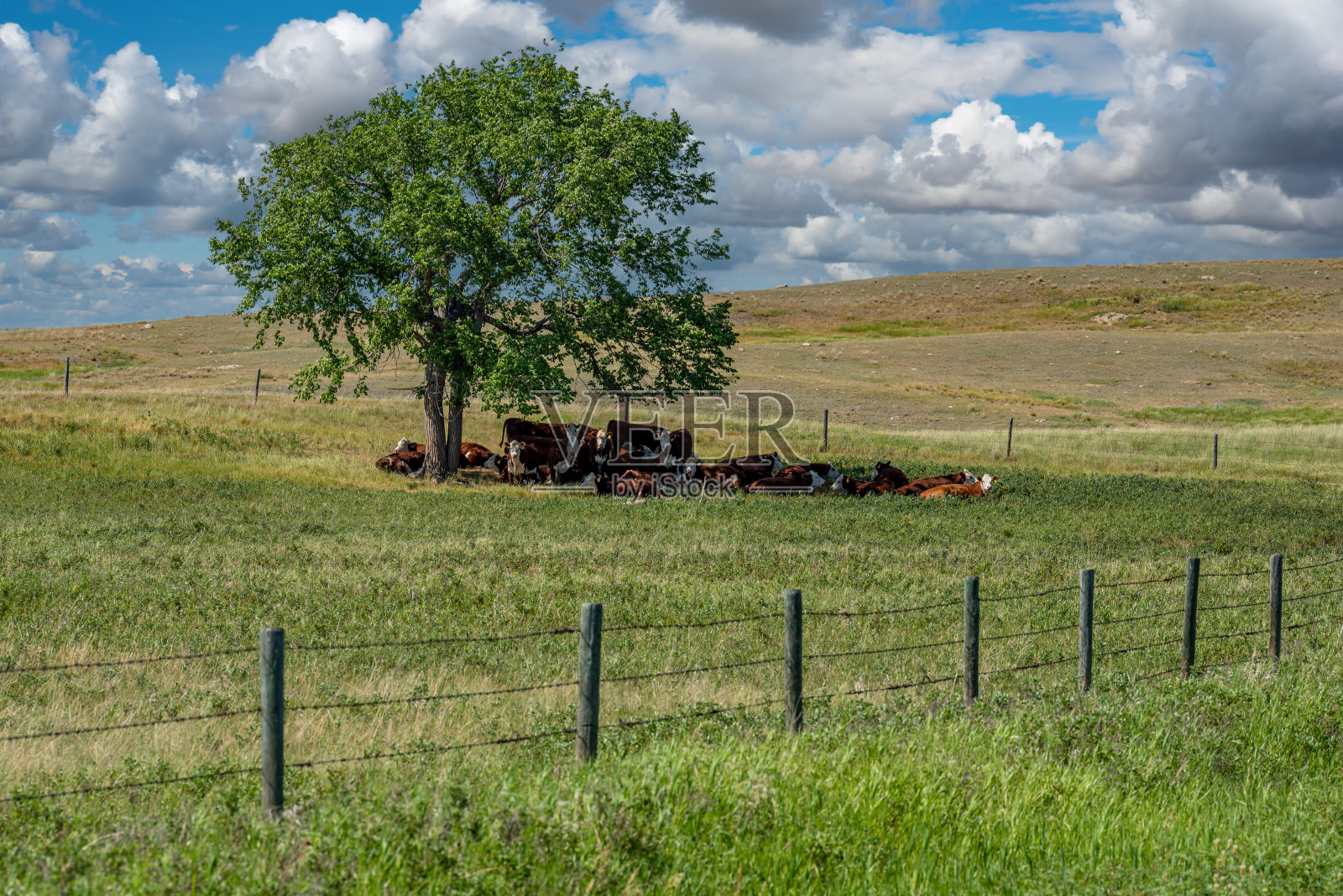 一群赫里福德牛在萨斯喀彻温省牧场的树荫下休息照片摄影图片