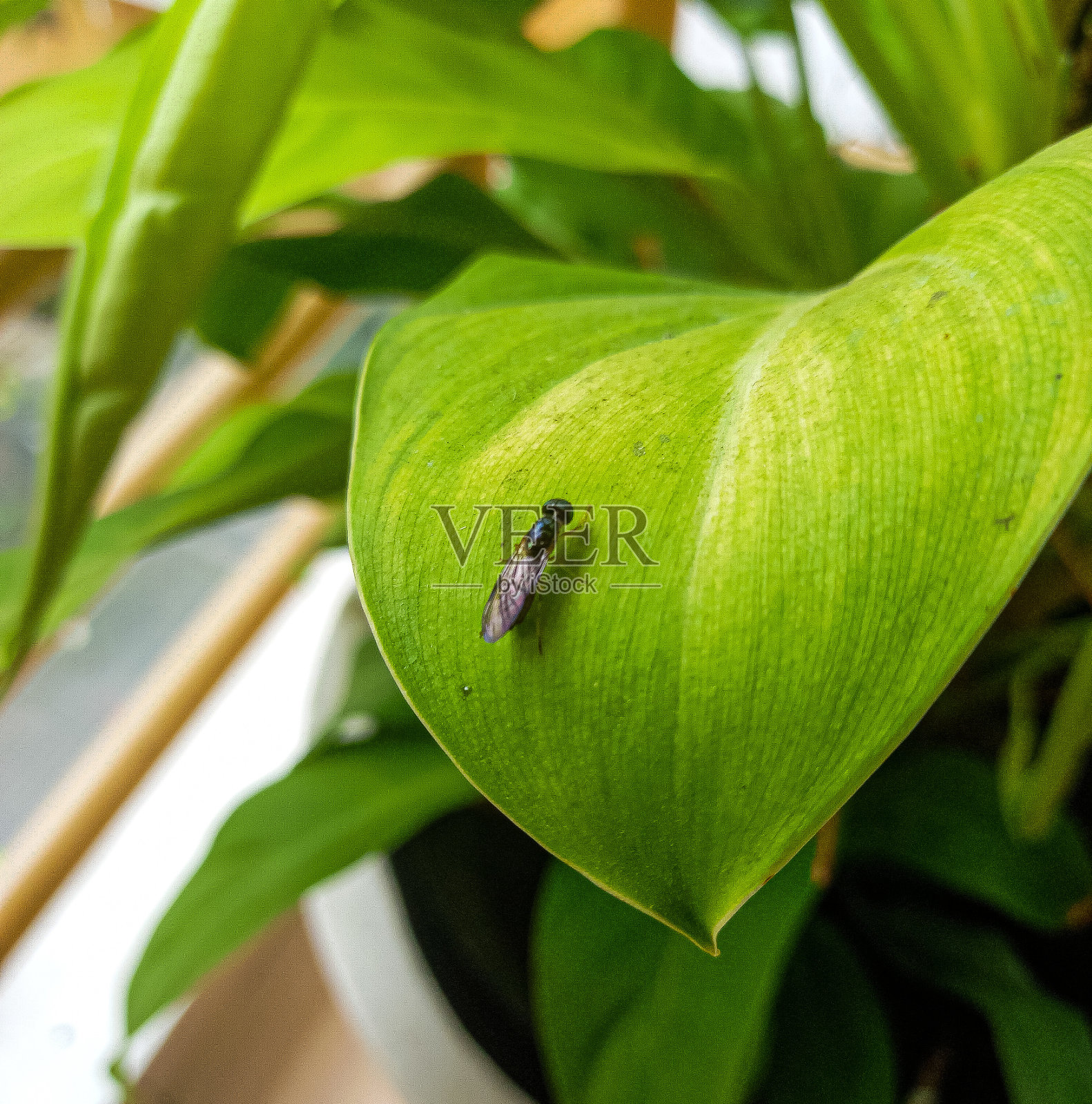 叶虫照片摄影图片