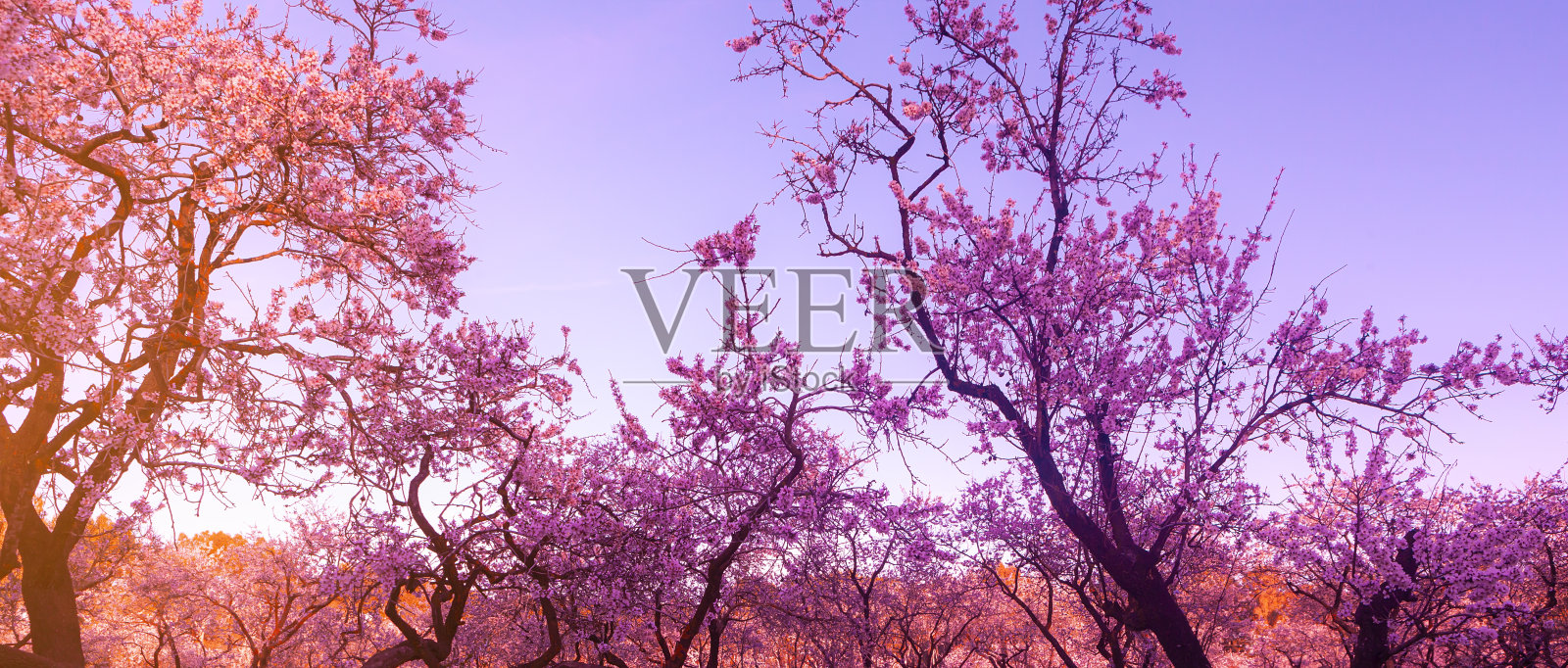 背景的景观与杏仁花照片摄影图片