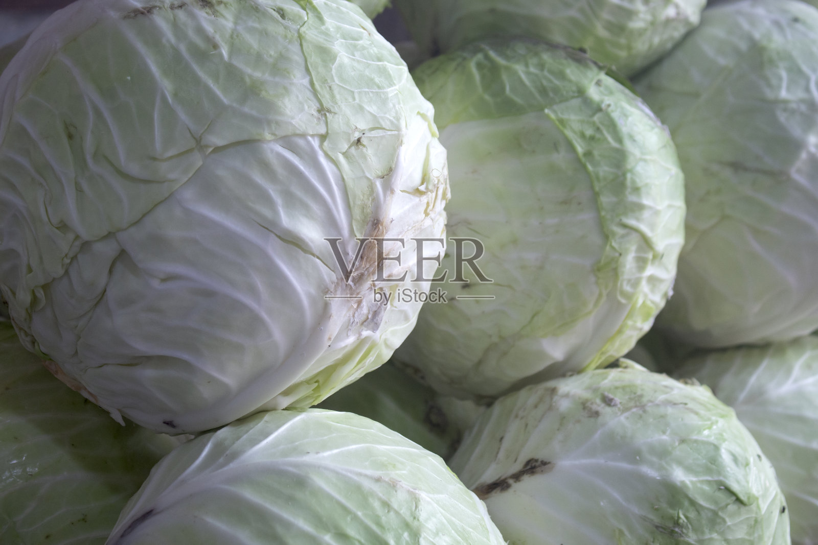 新鲜的头白菜已经准备好了，可以在厨房里煮了照片摄影图片