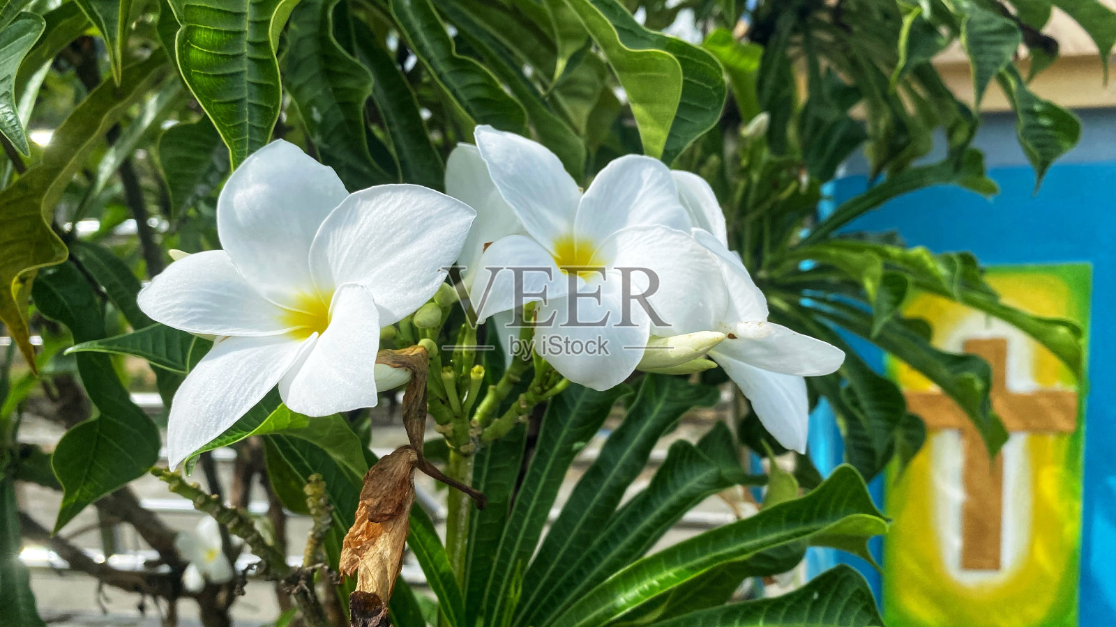 它看起来像一棵盛开在花园里的花树照片摄影图片