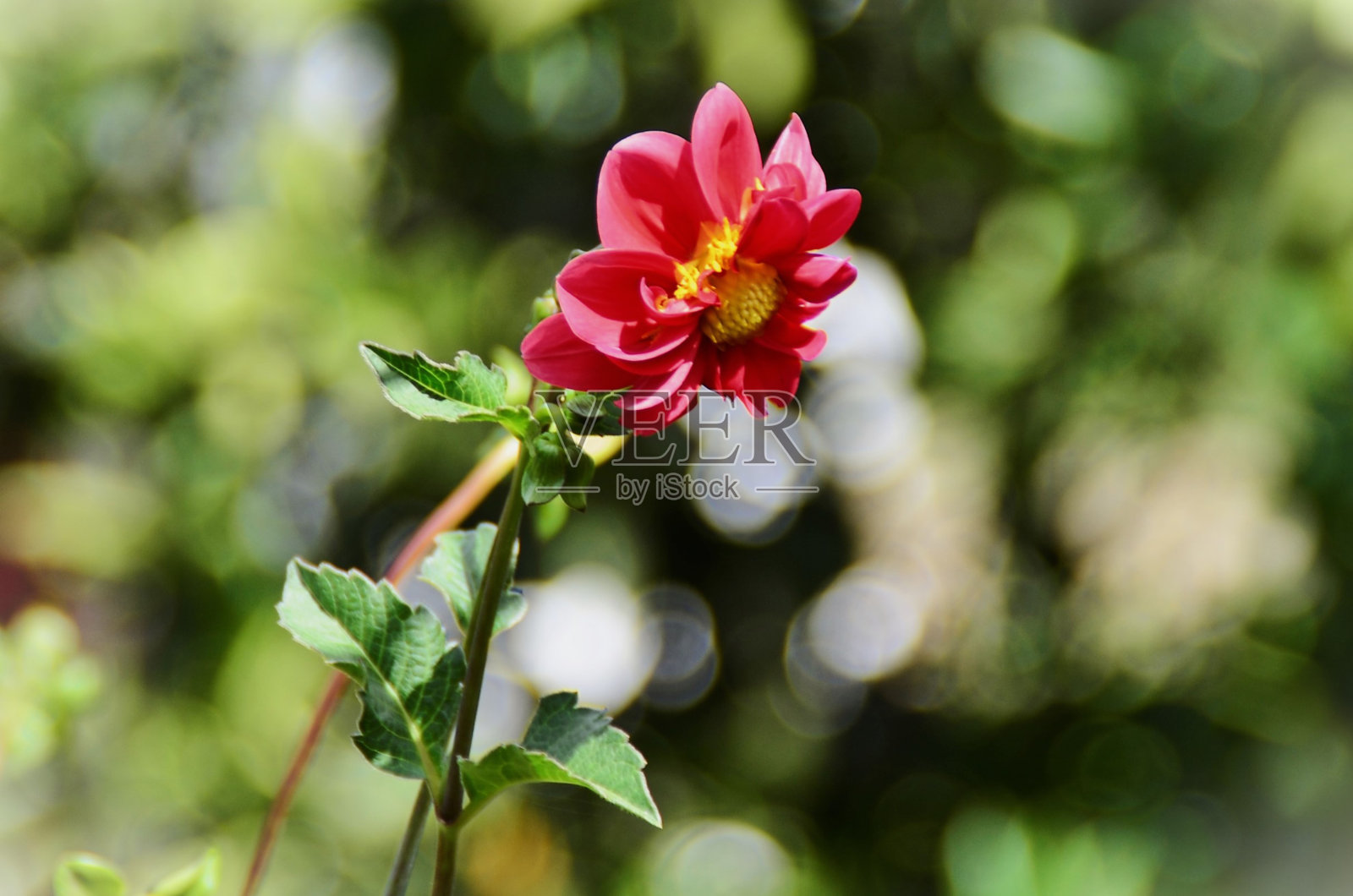 花园里的红色大丽花照片摄影图片