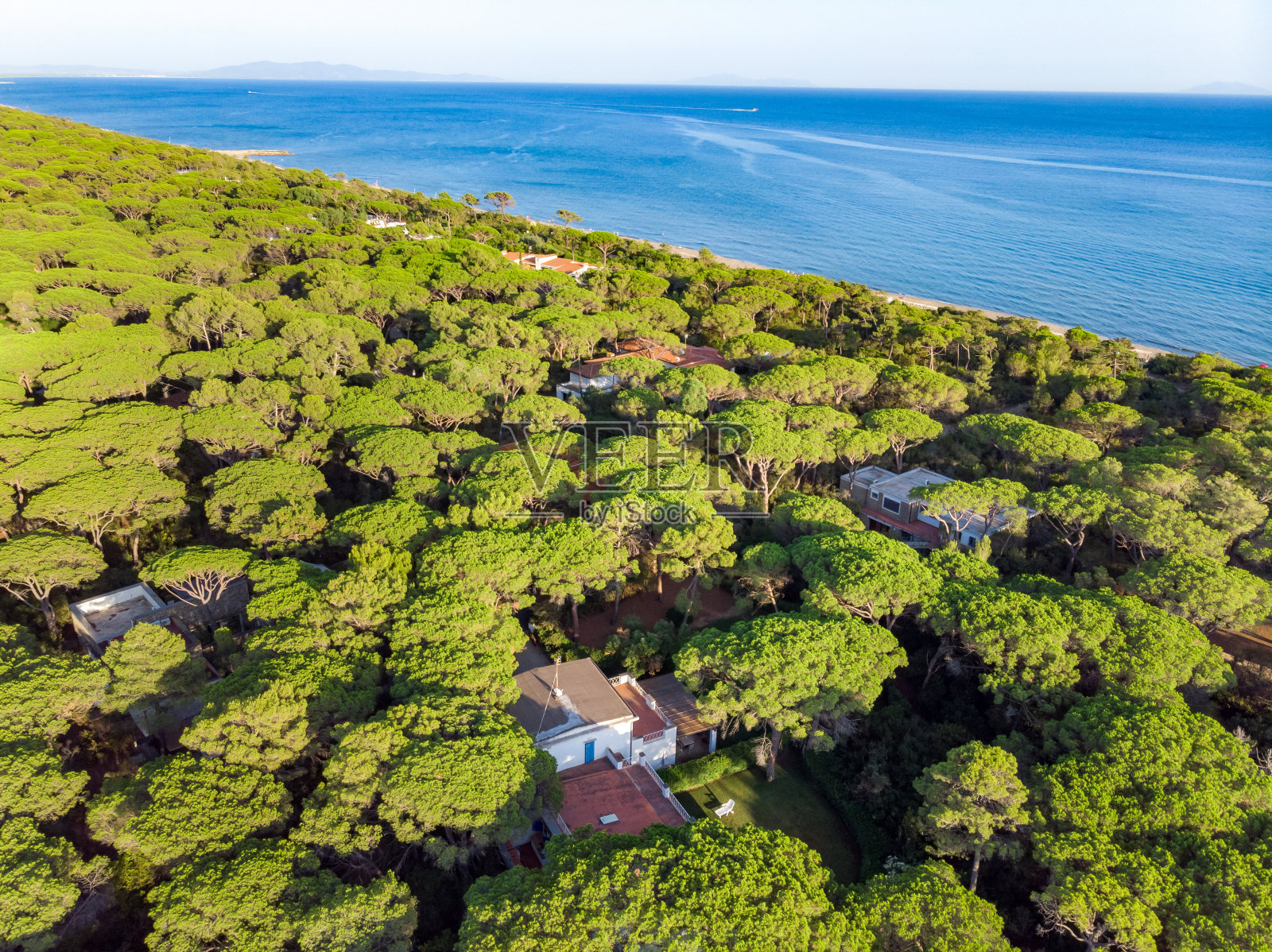 Roccamare村海松树林照片摄影图片