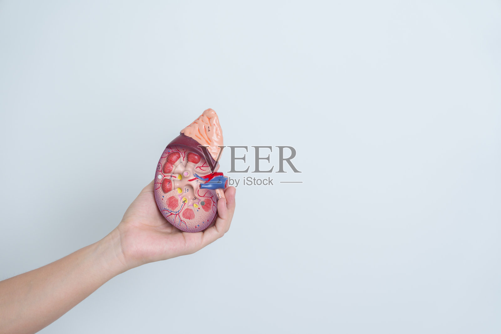 妇女持有解剖人体肾脏肾上腺模型。泌尿系统疾病和结石，癌症，世界肾脏日，慢性肾脏和器官捐赠日的概念照片摄影图片