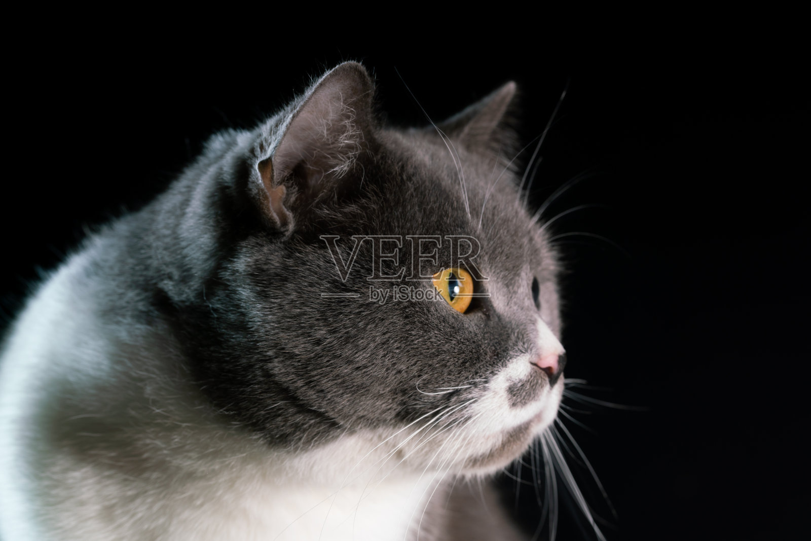 英国短毛猫工作室拍摄照片摄影图片