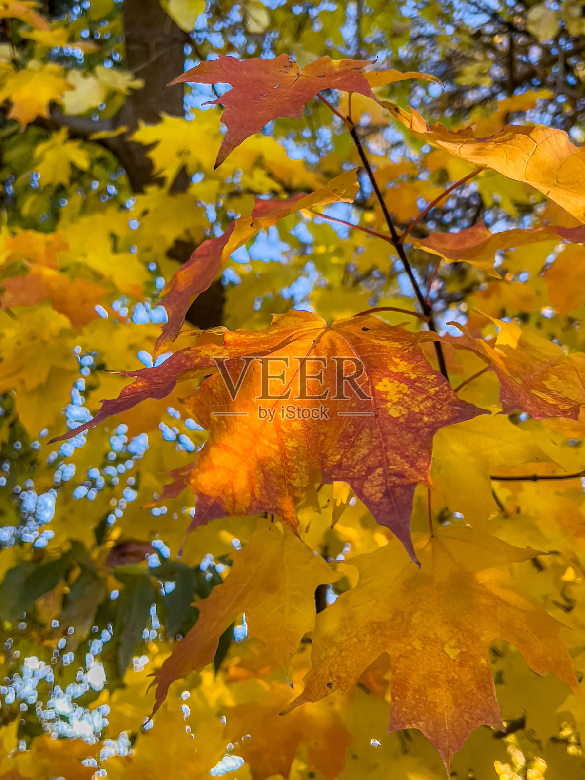 秋天的颜色照片摄影图片