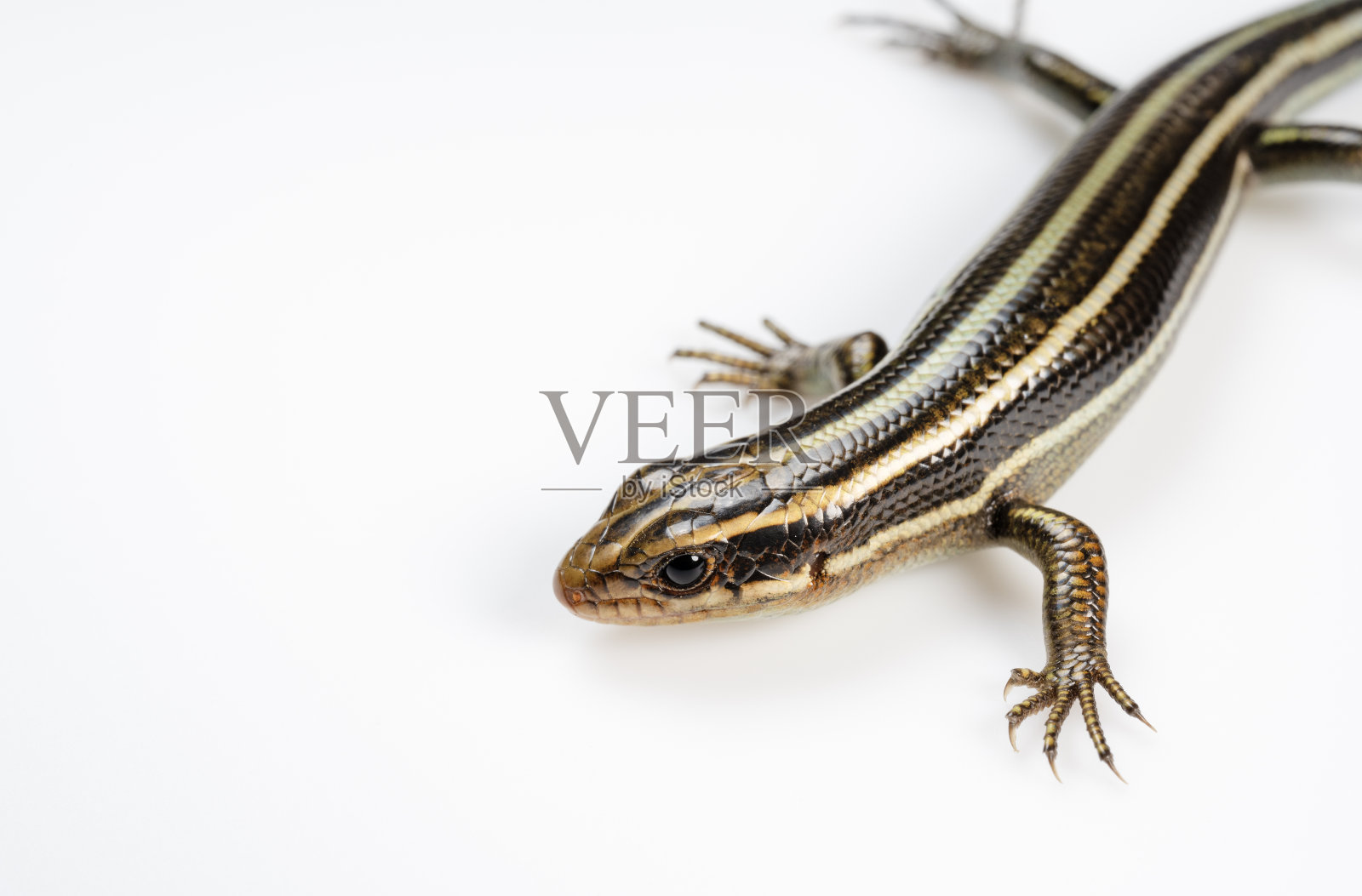 日本白底五纹石龙子照片摄影图片