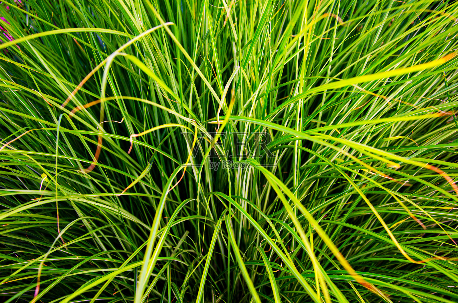 抽象绿叶自然纹理背景。设计创意布局照片摄影图片