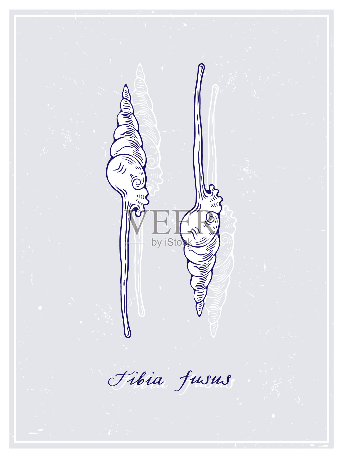 胫骨fusus。贝壳。复古风格的海报。手绘平面设计集合。矢量插图。插画图片素材