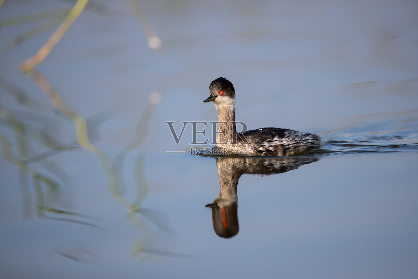 水鸟:成年黑颈灰鹬或耳灰鹬(Poldiceps nigricollis)。照片摄影图片