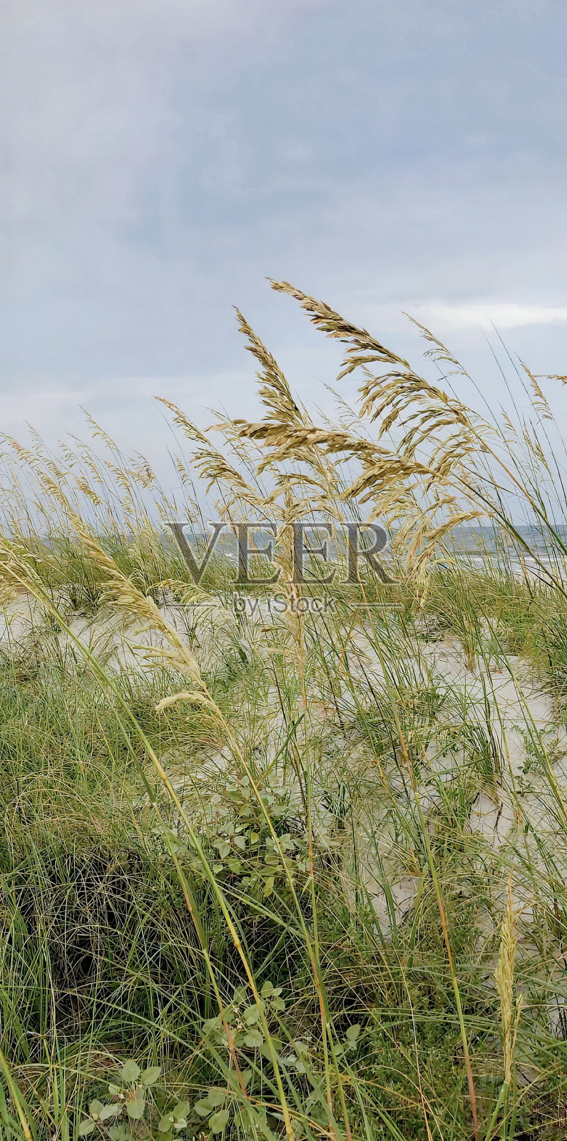 希尔顿黑德岛照片摄影图片