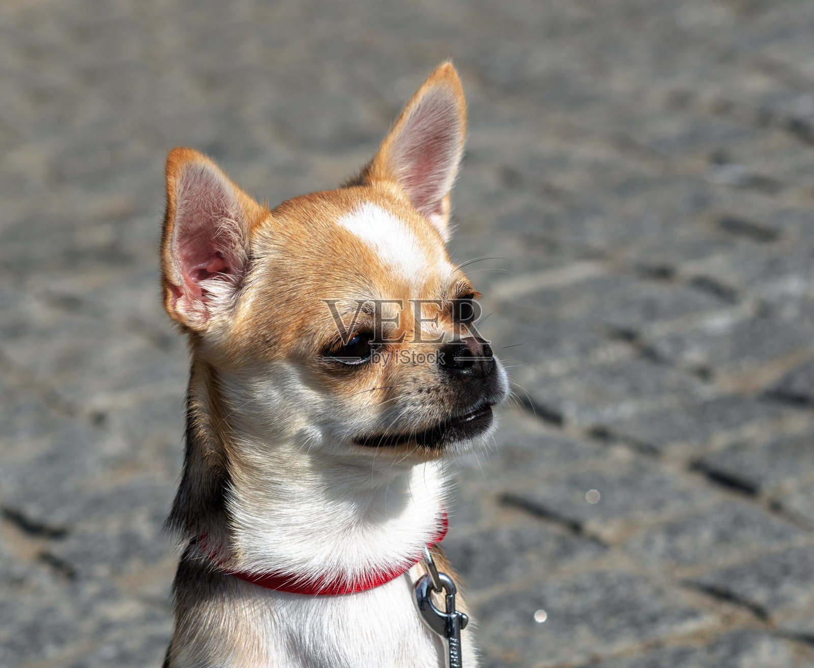 狗的头部特写非常富有表现力的吉娃娃品种照片摄影图片