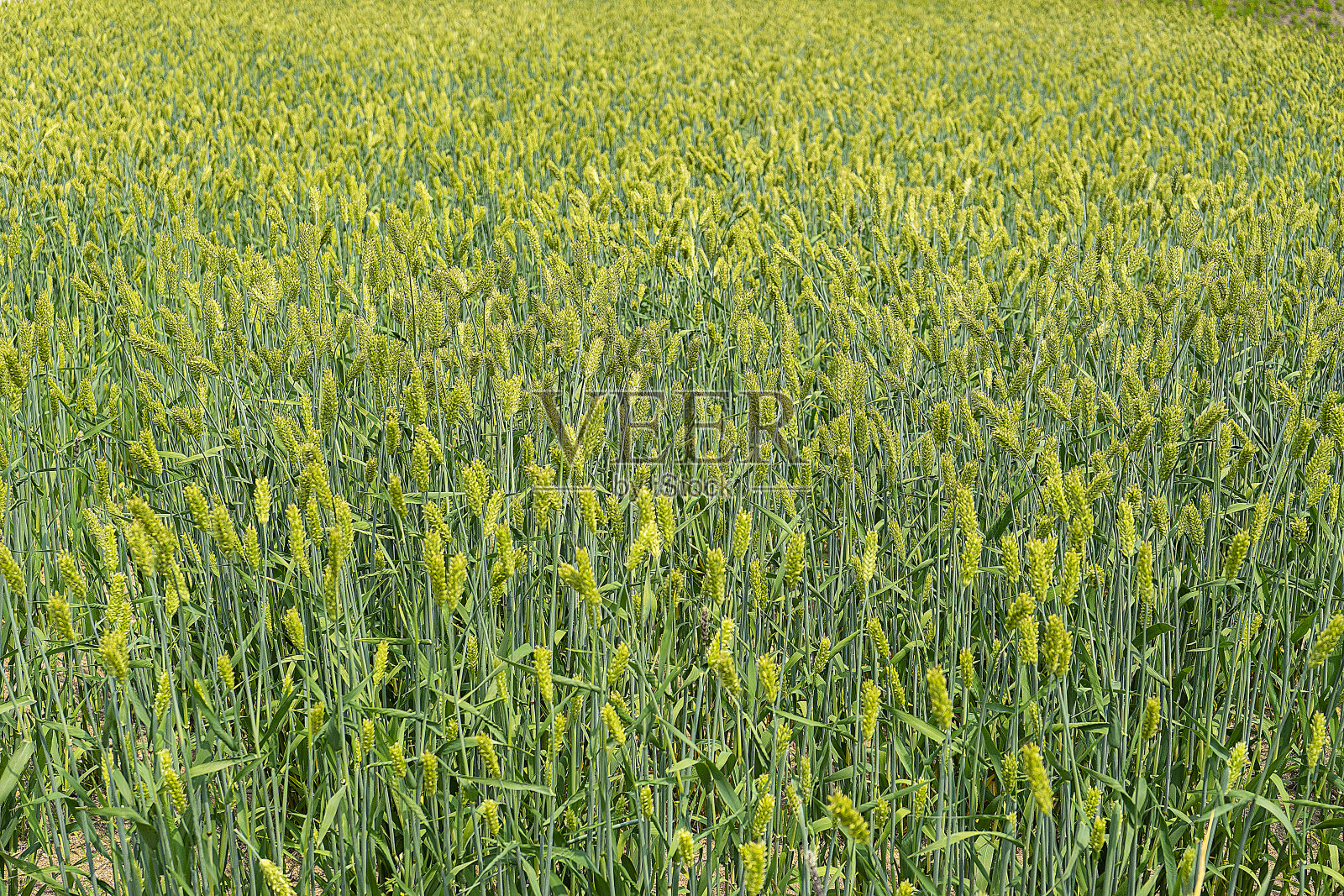 农业照片摄影图片