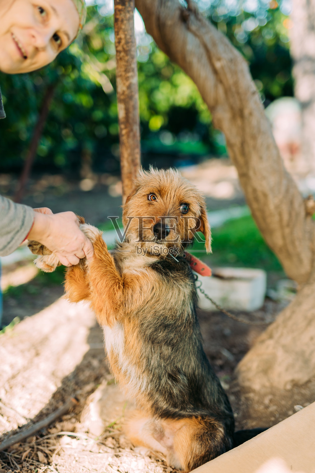 女人爱她的狗照片摄影图片