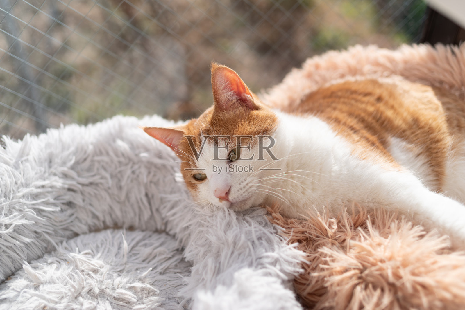 猫盯着照片摄影图片