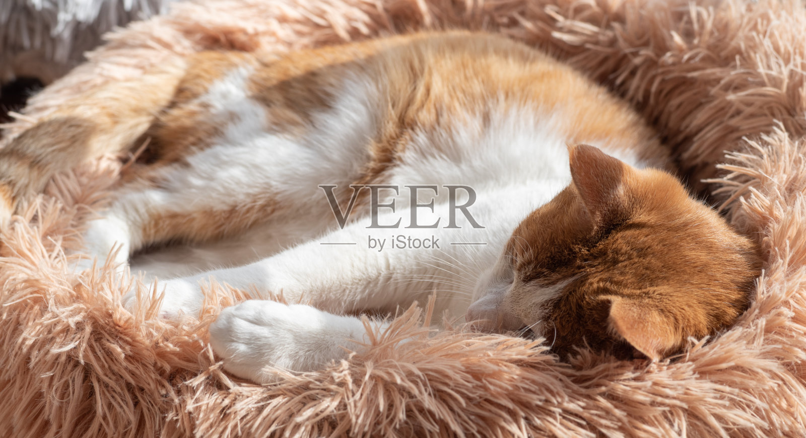 猫盯着照片摄影图片