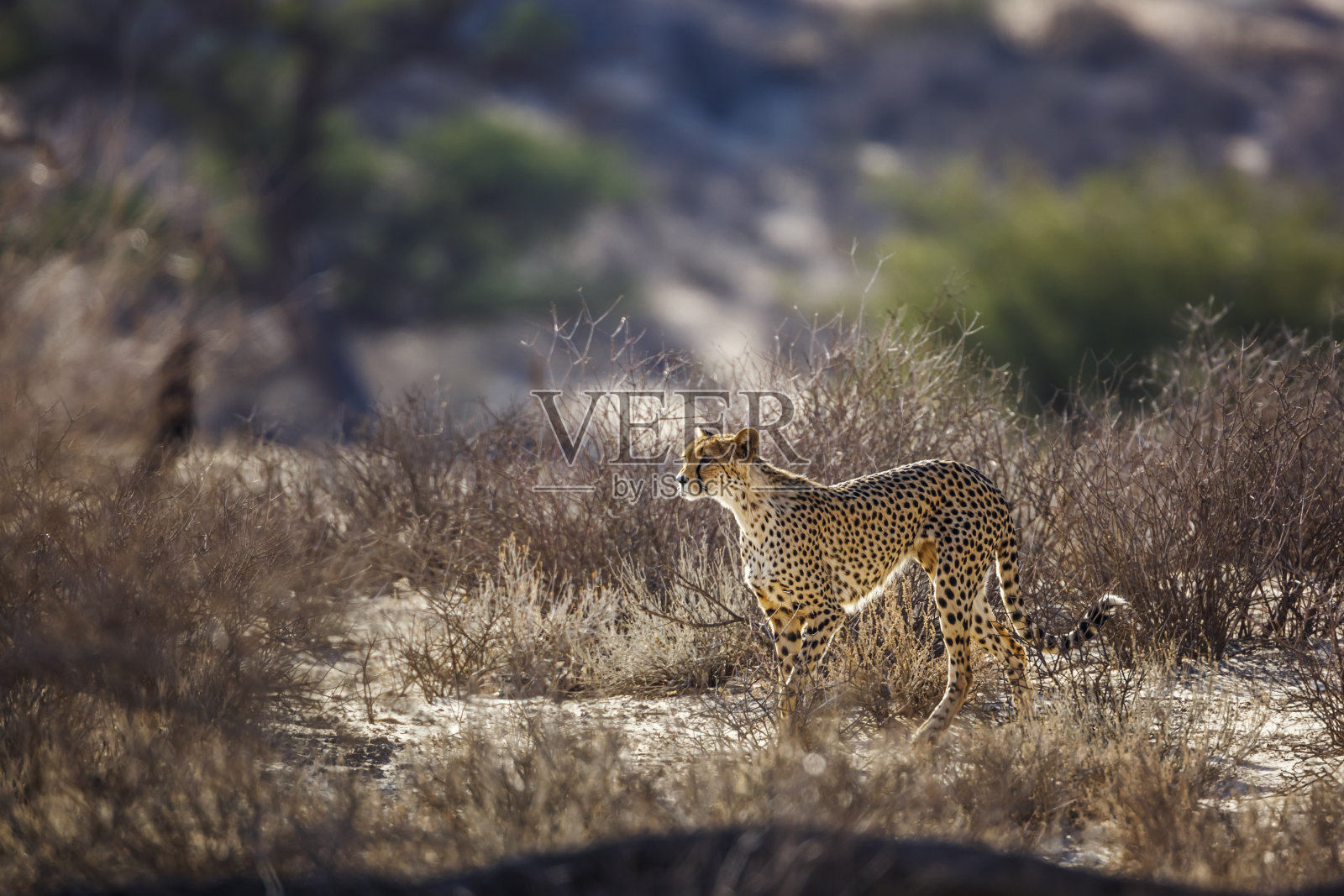 南非Kgalagadi跨境公园的猎豹照片摄影图片